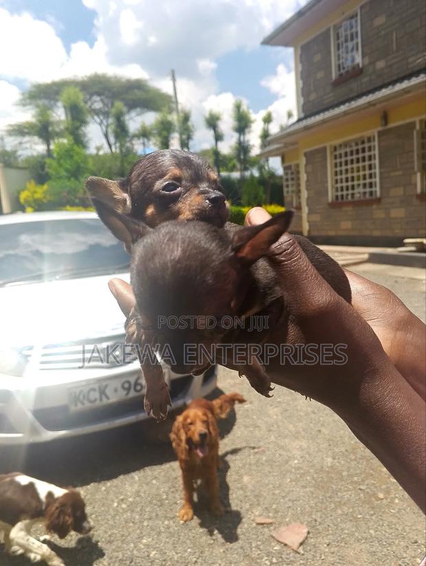 1-3 months Female Purebred Chihuahua