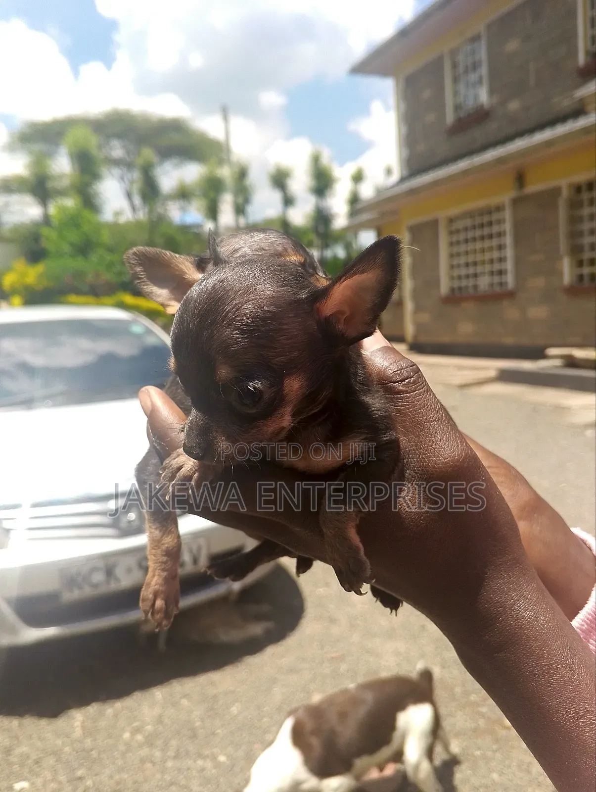 1-3 months Male Purebred Chihuahua