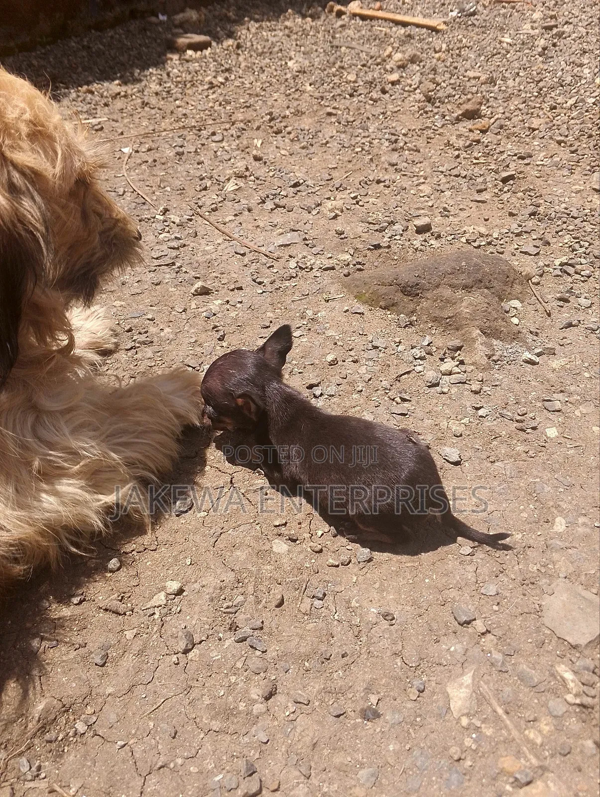 1-3 months Female Purebred Chihuahua