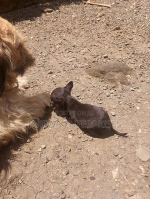 1-3 months Female Purebred Chihuahua
