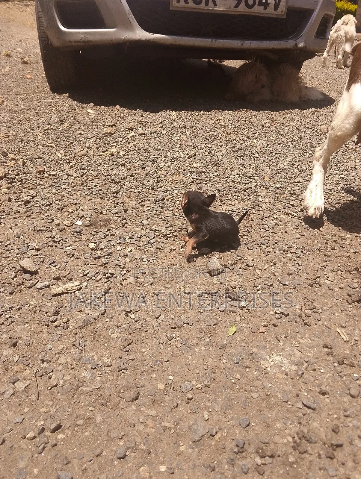 1-3 months Male Purebred Chihuahua
