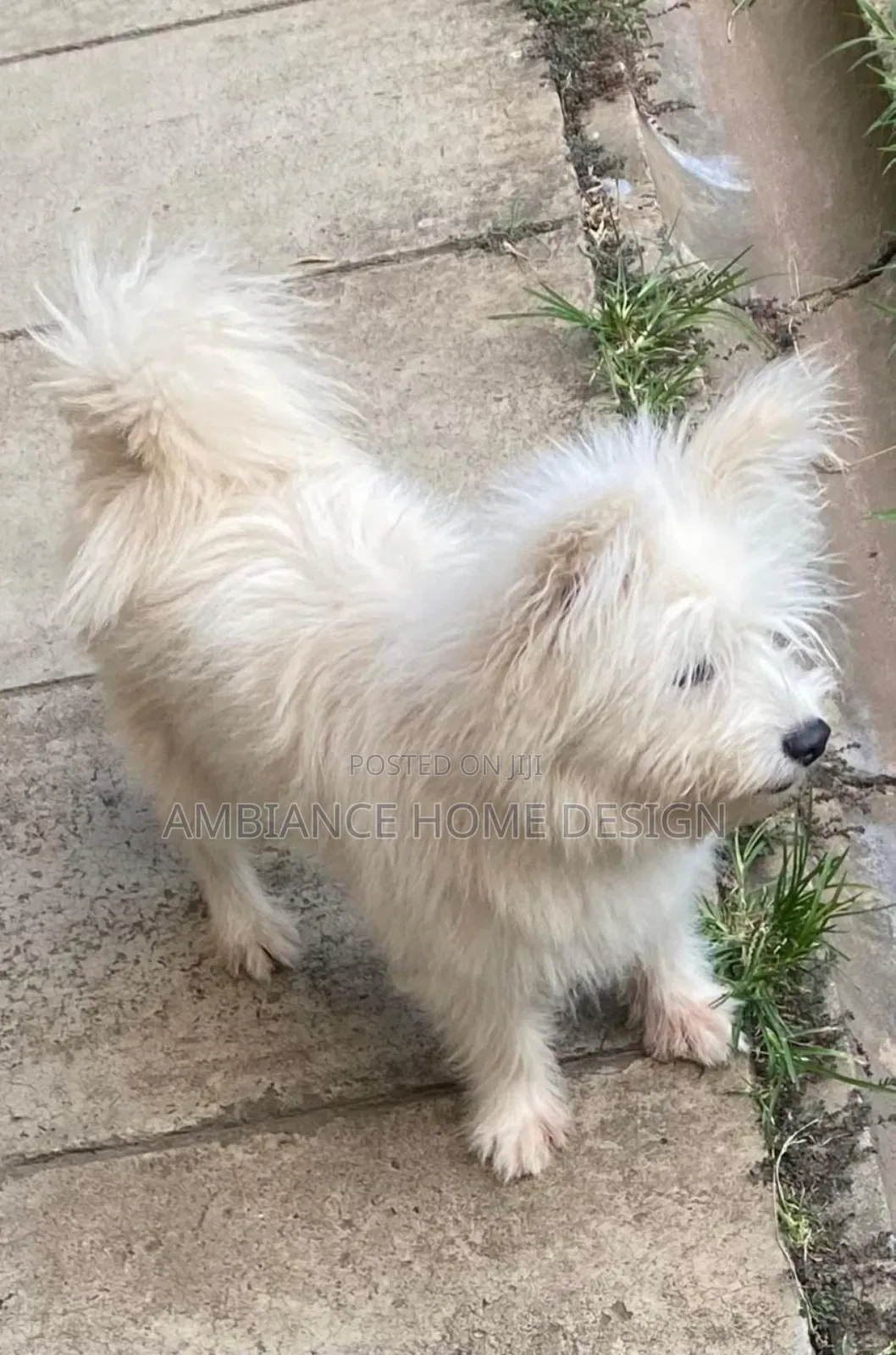 3-6 months Female Mixed Breed Japanese Spitz