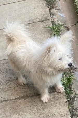 3-6 months Female Mixed Breed Japanese Spitz