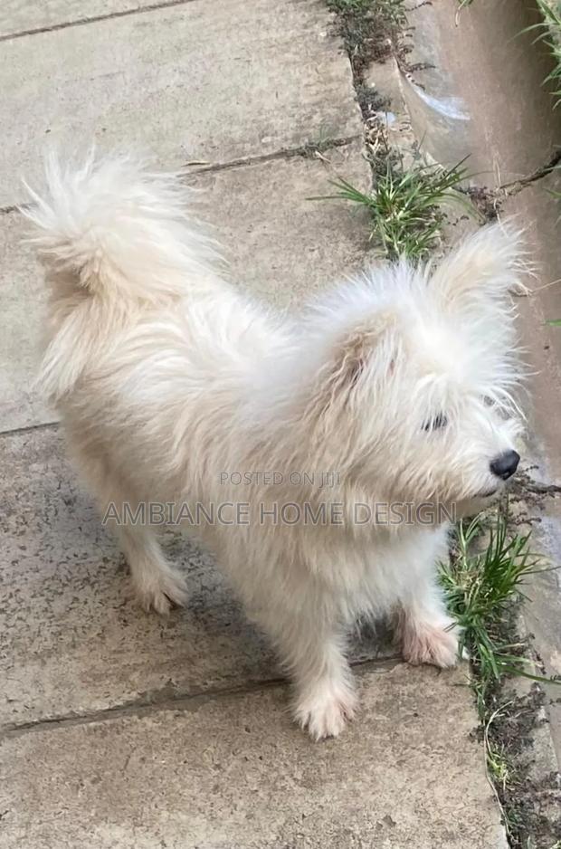 3-6 months Female Mixed Breed Japanese Spitz - thumbnail 3