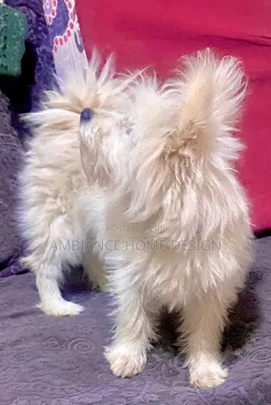 3-6 months Female Mixed Breed Japanese Spitz
