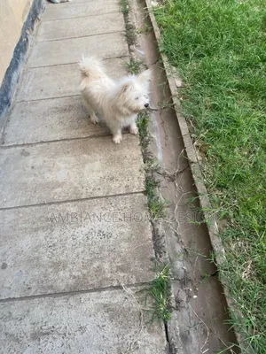 3-6 months Female Mixed Breed Japanese Spitz