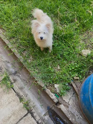 3-6 months Female Mixed Breed Japanese Spitz