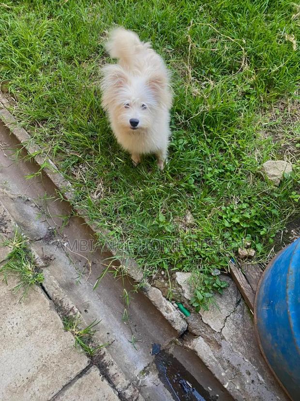 3-6 months Female Mixed Breed Japanese Spitz - thumbnail 6