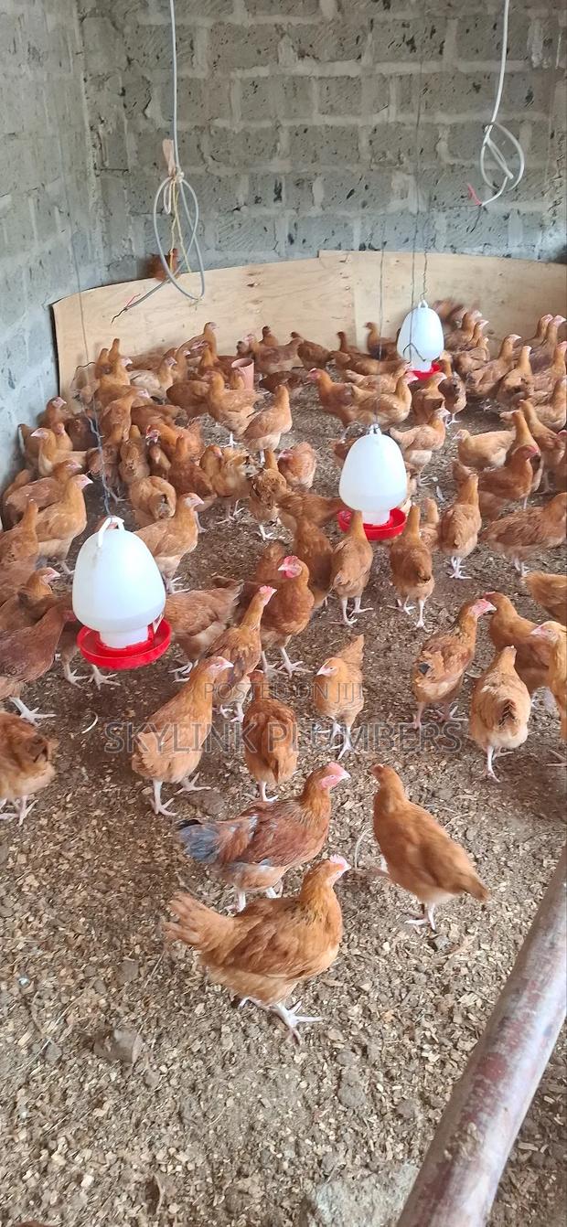 Improved Kenyeji Chicken