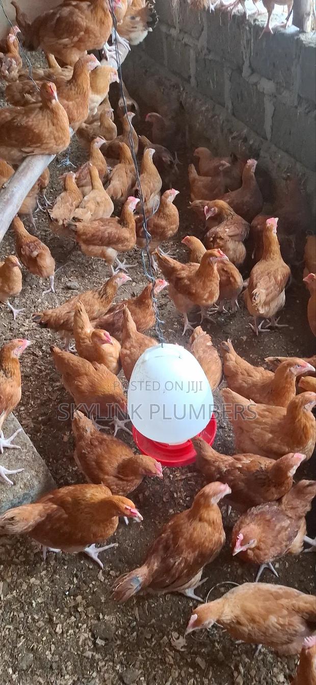 Improved Kenyeji Chicken - thumbnail 2