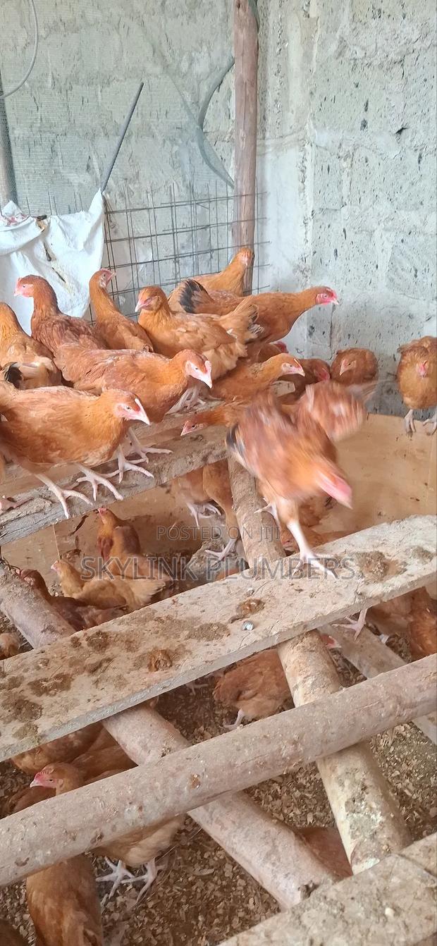 Improved Kenyeji Chicken - thumbnail 3