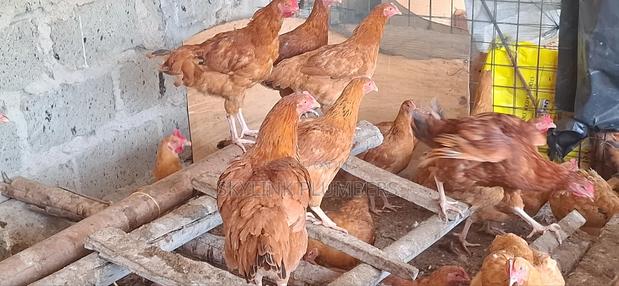 Improved Kenyeji Chicken - thumbnail 4