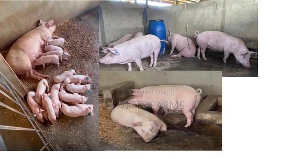 Pigs for Sale