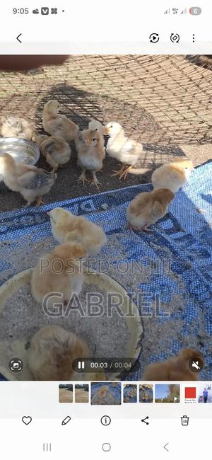 Improve Kienyeji - thumbnail 2