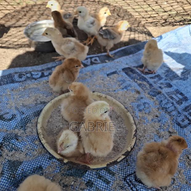 Improve Kienyeji - thumbnail 3