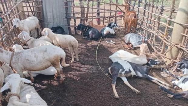 Selling Goats at Affordable Price