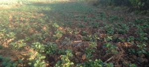 African Leafy Vegetables - thumbnail 2