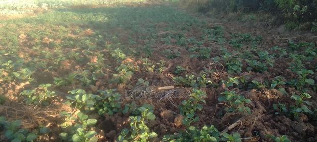 African Leafy Vegetables - main view