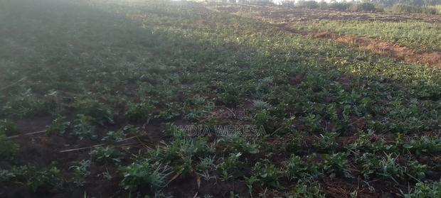 African Leafy Vegetables - thumbnail 3