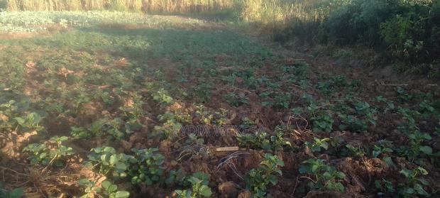 African Leafy Vegetables - thumbnail 4