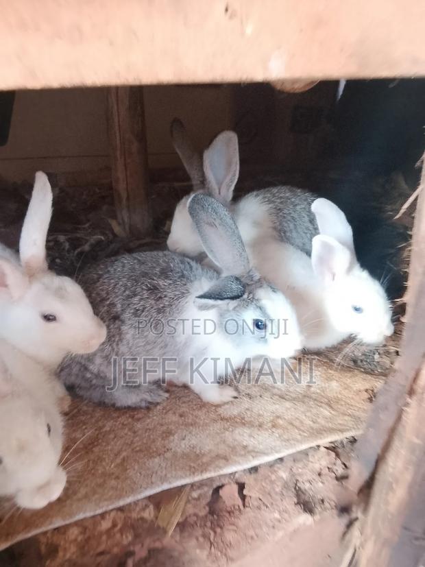 Rabbits One Two and a Half Months Ild - main view