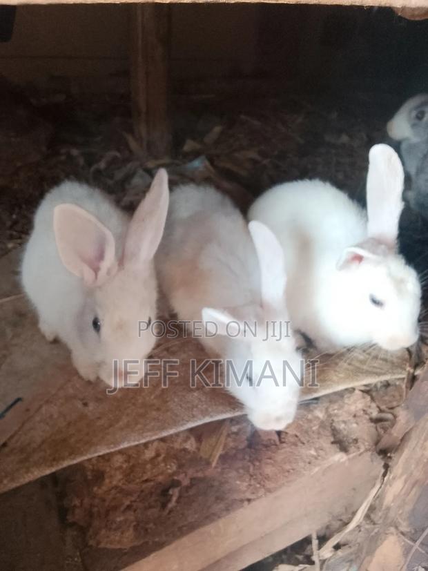 Rabbits One Two and a Half Months Ild - thumbnail 3