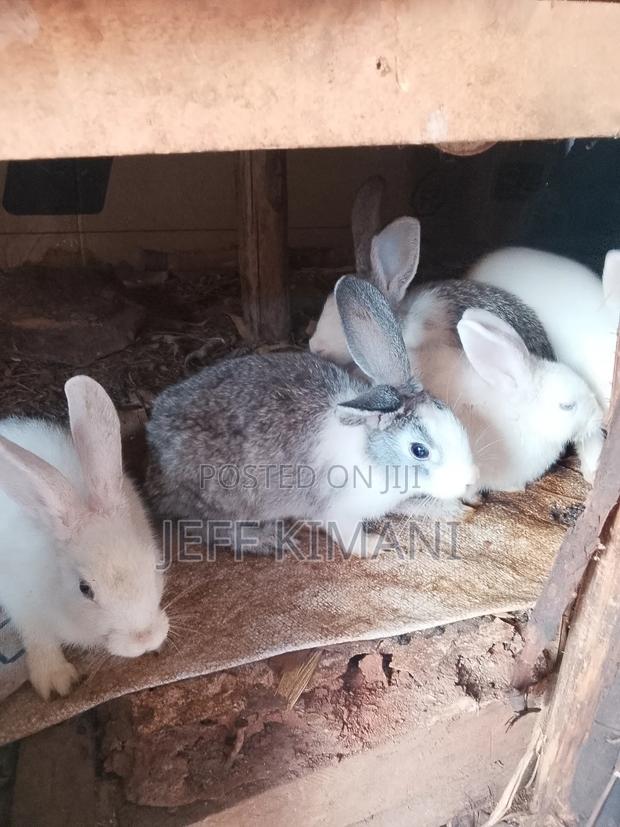 Rabbits One Two and a Half Months Ild - thumbnail 4