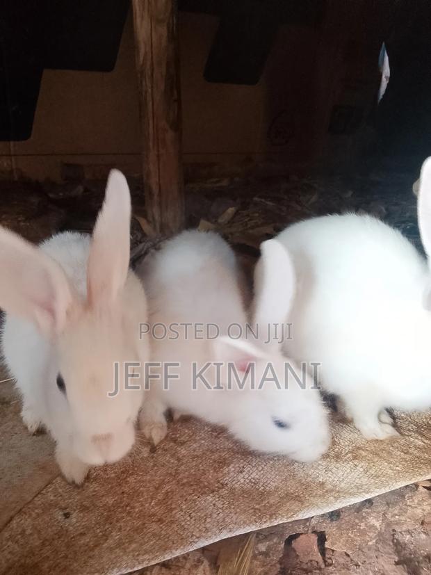 Rabbits One Two and a Half Months Ild - thumbnail 5