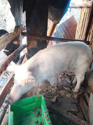 Pigs Male 1 Year Old - thumbnail 2
