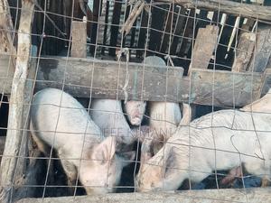 Pigs Five Months Old - thumbnail 2