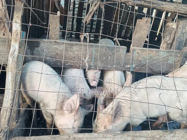 Pigs Five Months Old - main view