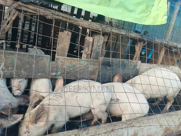 Pigs Five Months Old - thumbnail 3