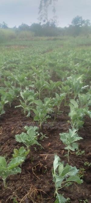 Sukuma Wiki - thumbnail 2