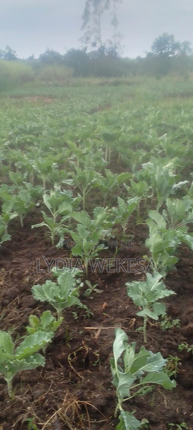 Sukuma Wiki - main view