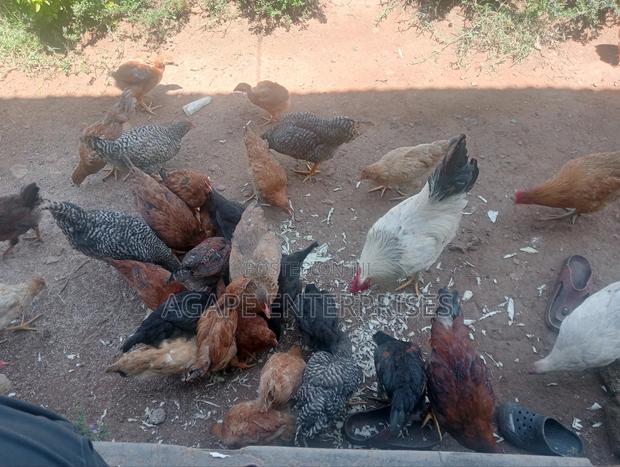 Kienyeji Chicken - thumbnail 3