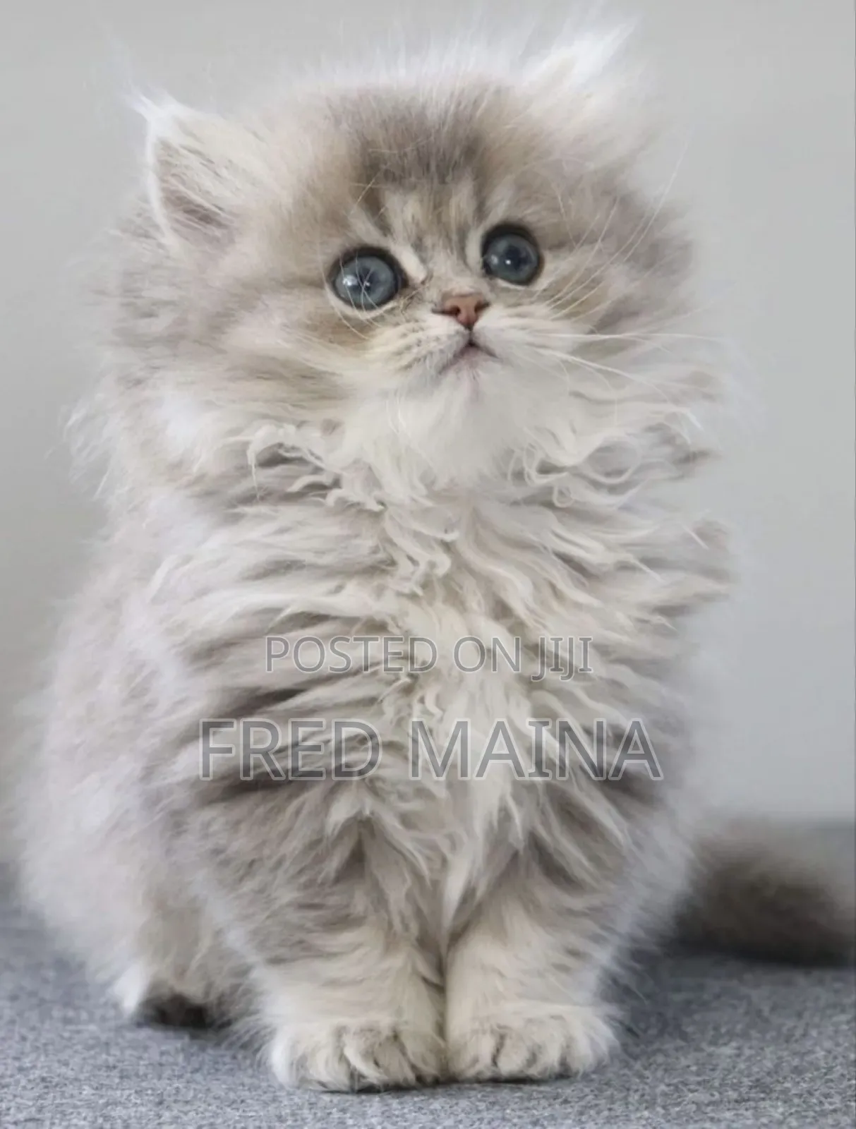 6-12 months Male Purebred Persian