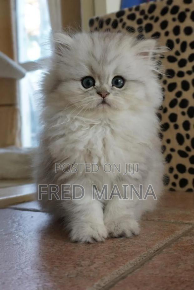 6-12 months Male Purebred Persian - thumbnail 2
