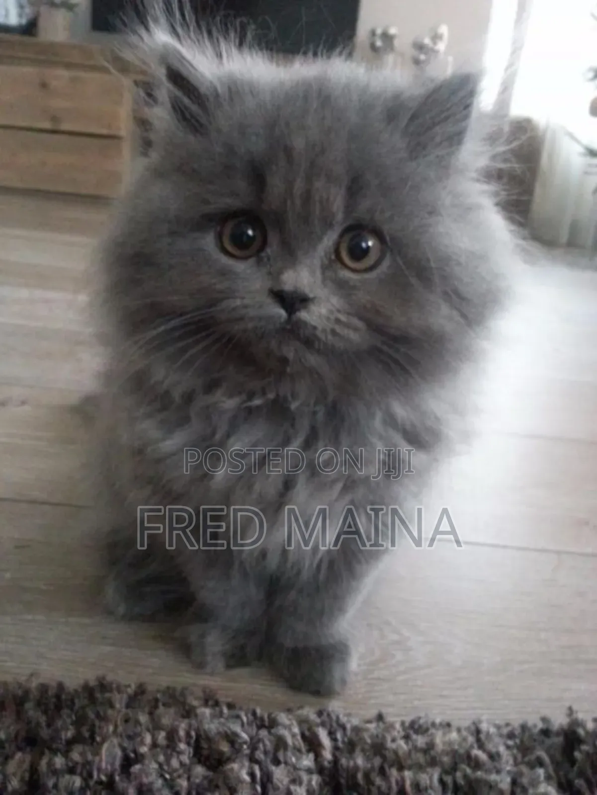 6-12 months Male Purebred Persian