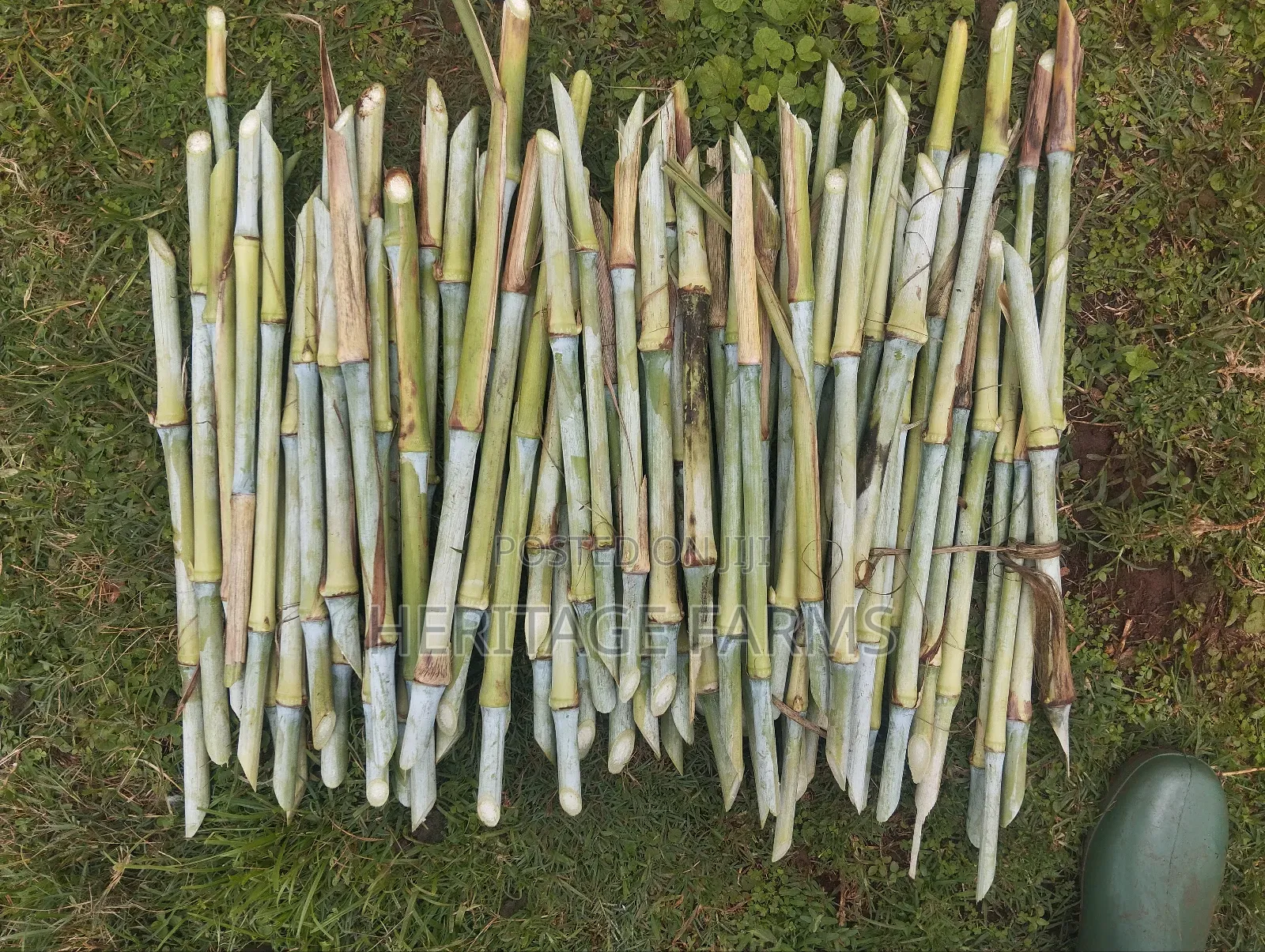 Super Napier Cuttings for Long Rains