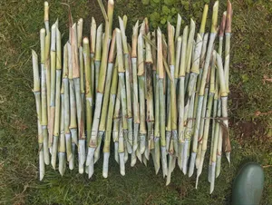Super Napier Cuttings for Long Rains