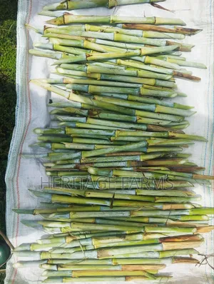 Super Napier Cuttings for Long Rains