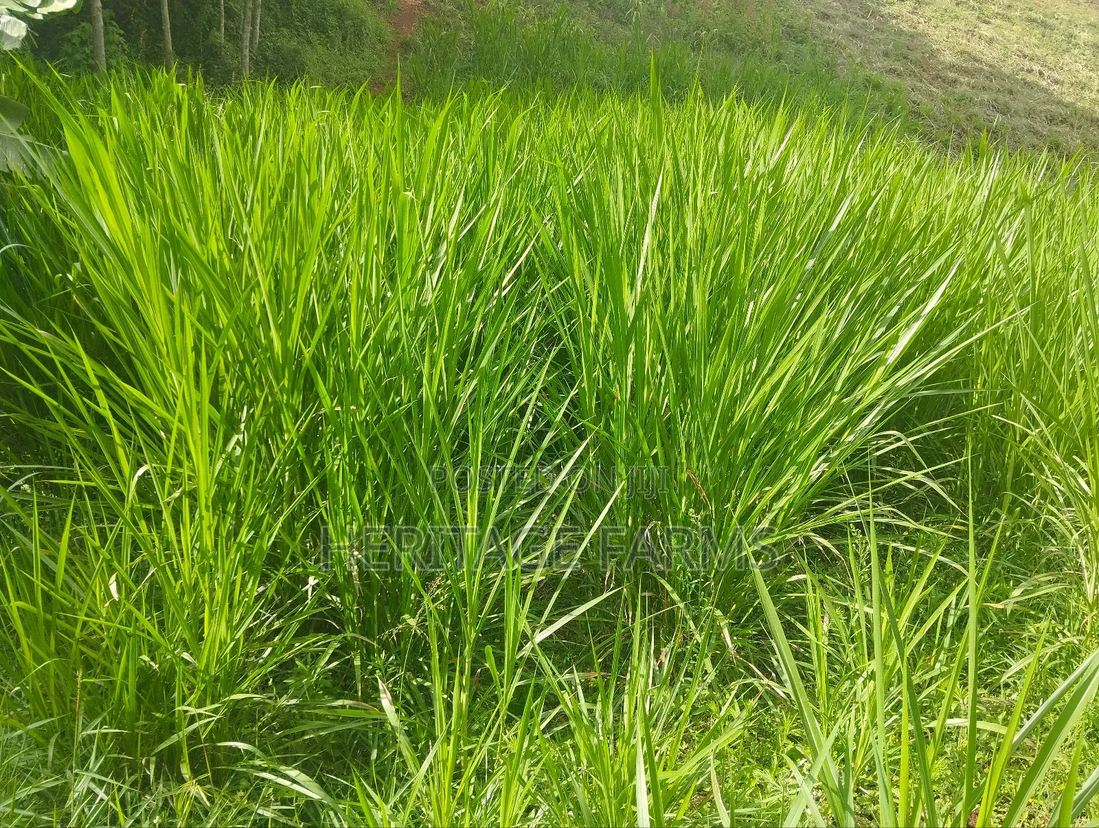 Super Napier Cuttings for Long Rains