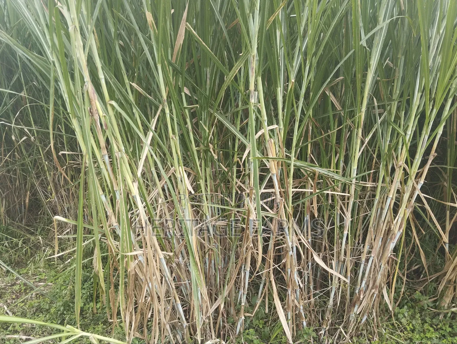 Super Napier Cuttings for Long Rains