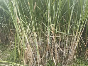 Super Napier Cuttings for Long Rains