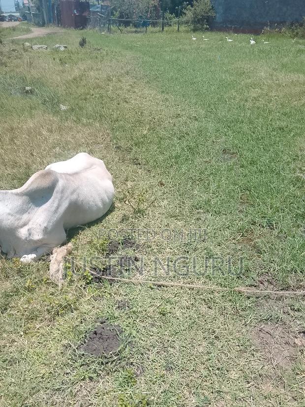 Sale of Aplot 50by100githurai - thumbnail 3