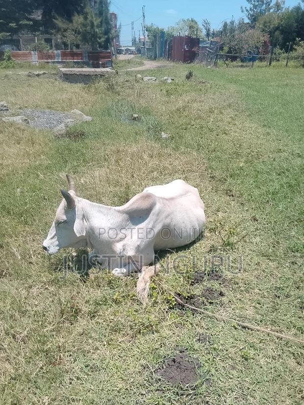 Sale of Aplot 50by100githurai - thumbnail 5