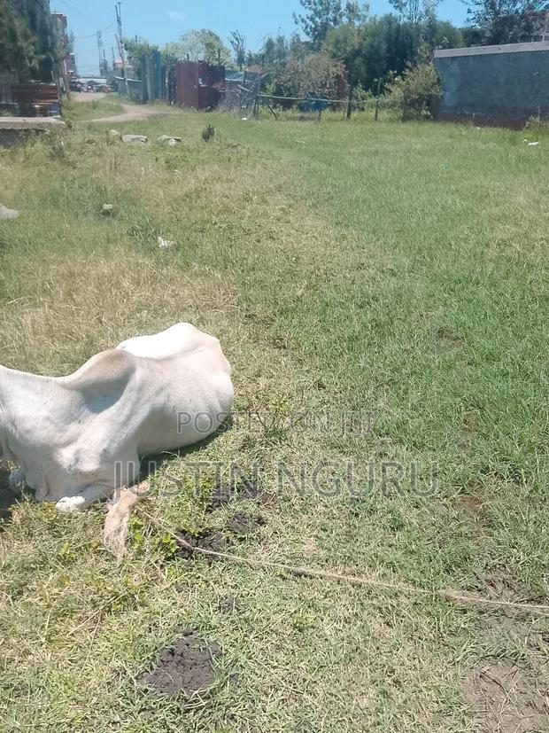 Sale of Aplot 50by100githurai - thumbnail 6