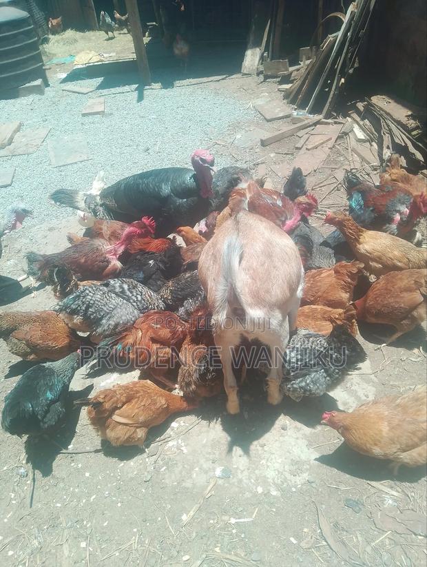 Improved Kiengeji Chicken - main view