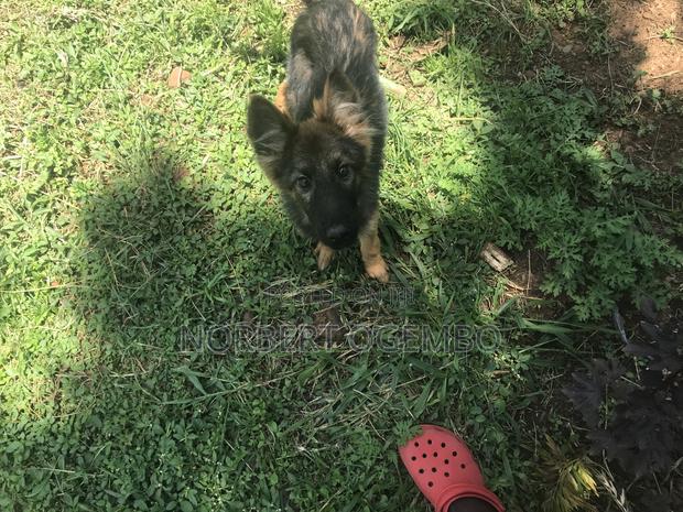 3-6 months Female Mixed Breed German Shepherd