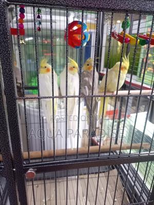 Cocktail Birds - thumbnail 2